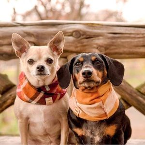 Orange Dog Scarf